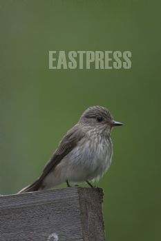 EA092571, Eastpress, Kotka, Suomi